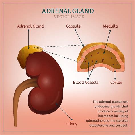 where is the adrenal gland located